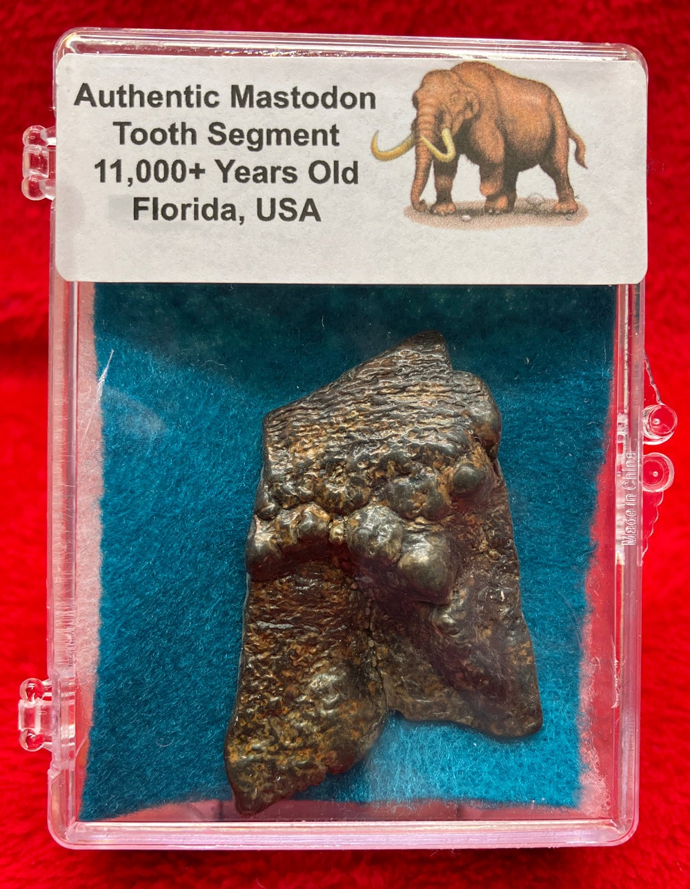 Authentic Mastodon Tooth Section In Acrylic Display Case 4037 authentic-mastodon-tooth-section-in-acrylic-display-case-4037