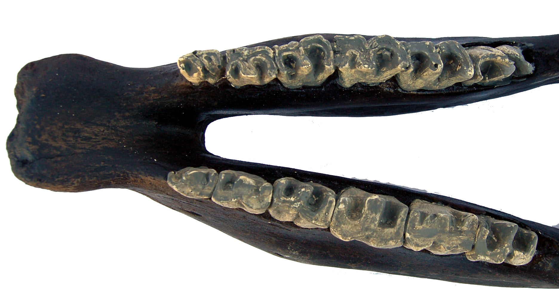 Coelodonta antiquitatis Woolly Rhino Skull Replica #872 replica
