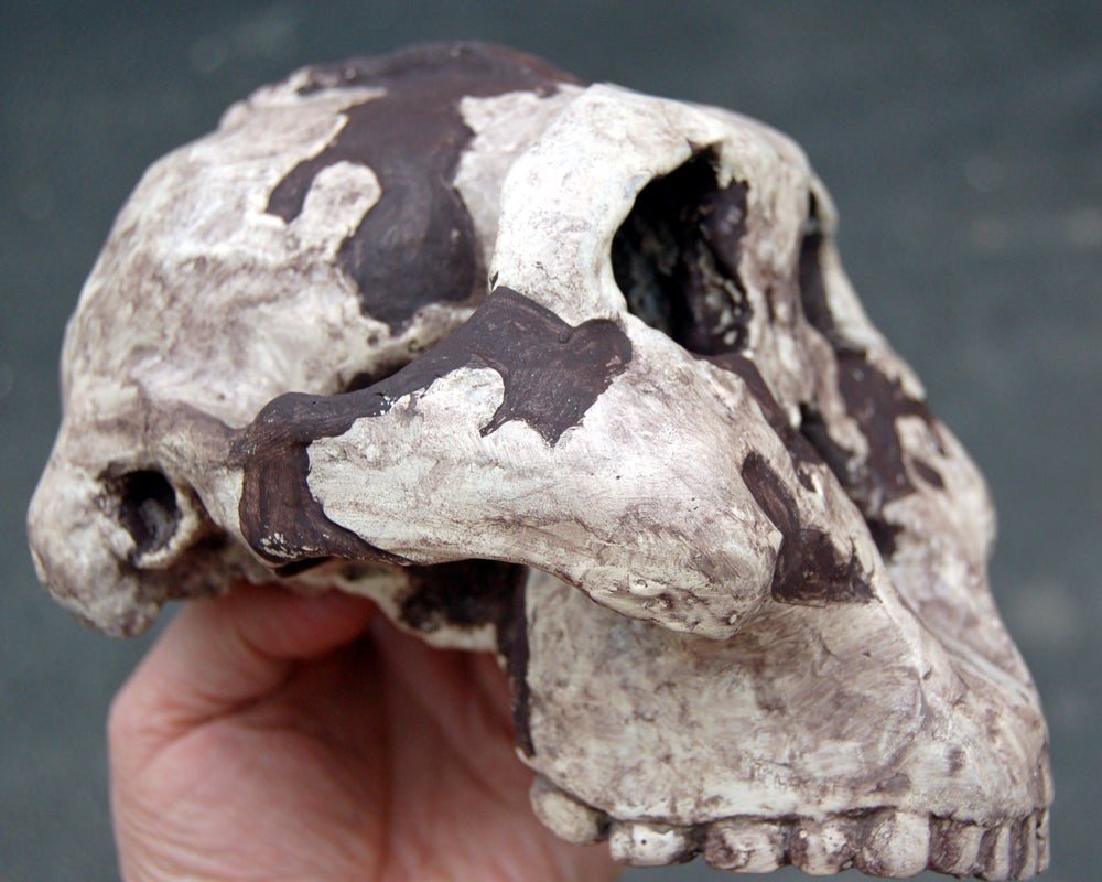 Paranthropus boisei now Australopithecus, early human skull #1008 ...