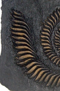 Helicoprion, whorl-tooth shark #464 Prehistoric Planet Store