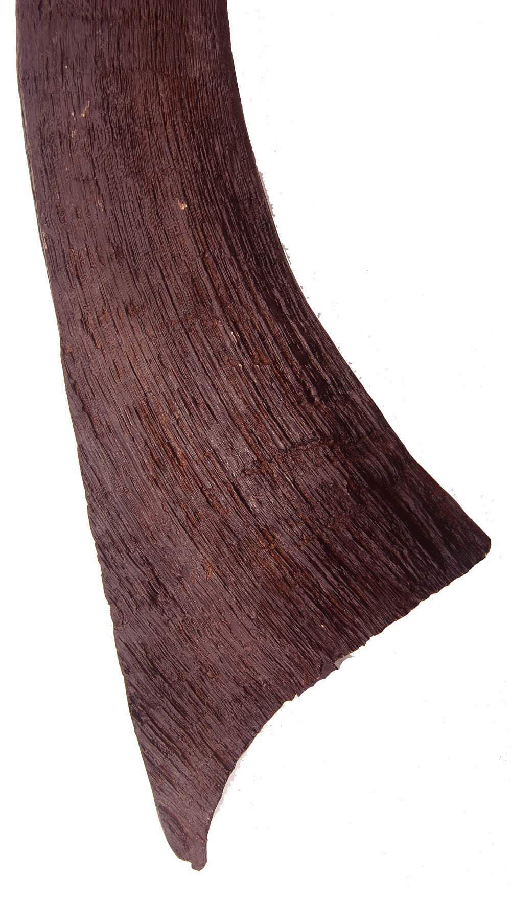 Coelodonta antiquitatis (large Woolly Rhino horn) #932 replica, image size:1000x1761