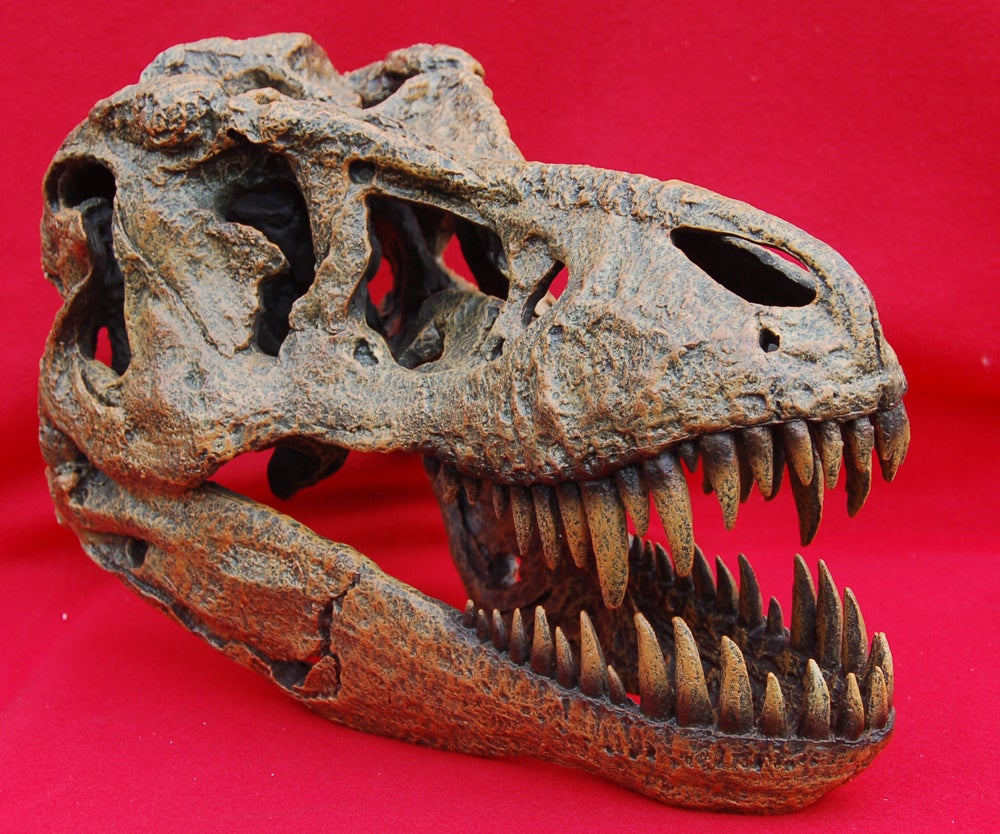 Tyrannosaurus rex, 1/4 Scale Skull, replica #670