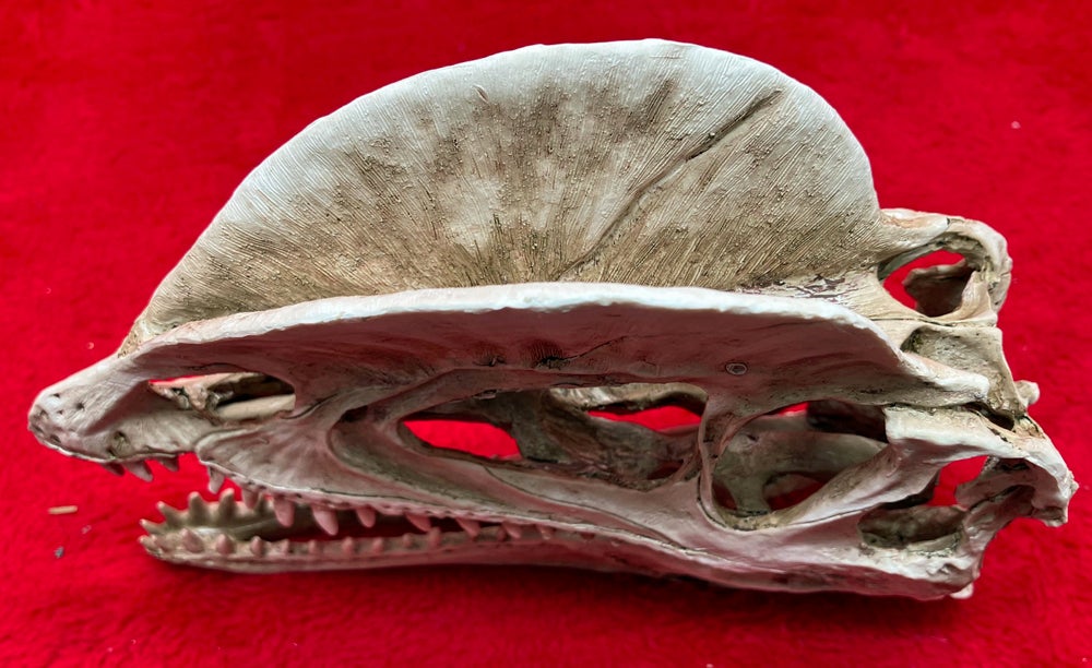 Dilophosaurus, 3D Printed Skull Model #4211 replica | Prehistoric