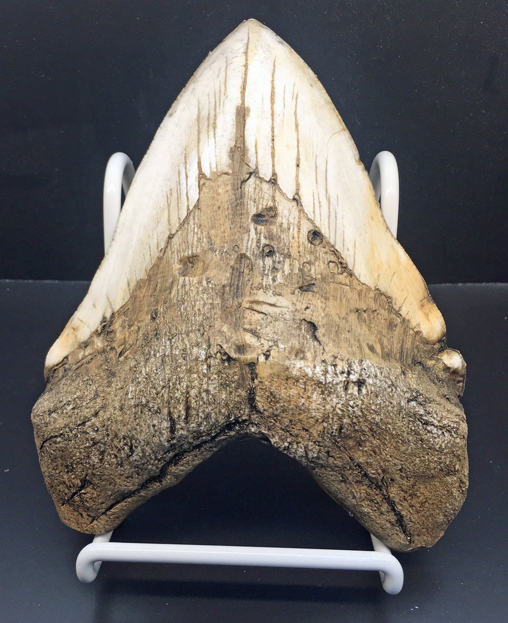 Massive 6 7/8 Inch Megalodon (Otodus megalodon) tooth #2600