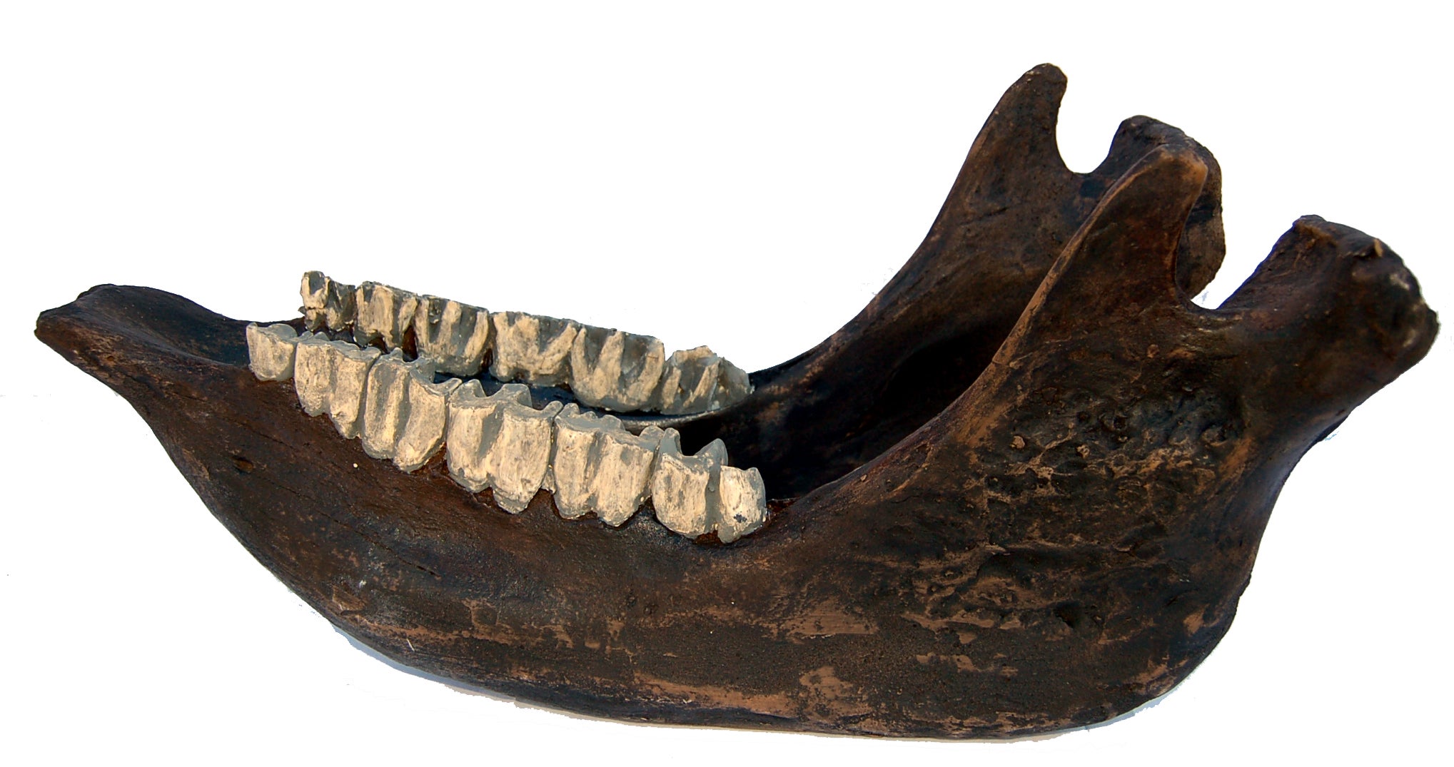 Coelodonta antiquitatis Woolly Rhino Skull Replica #872 replica