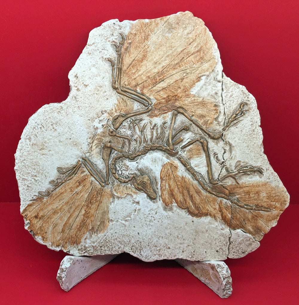 Archaeopteryx lithographica First Bird MODEL Berlin Specimen #3643