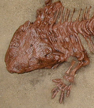 Seymouria, amphibian skeleton, #460 replica | Prehistoric Planet Store