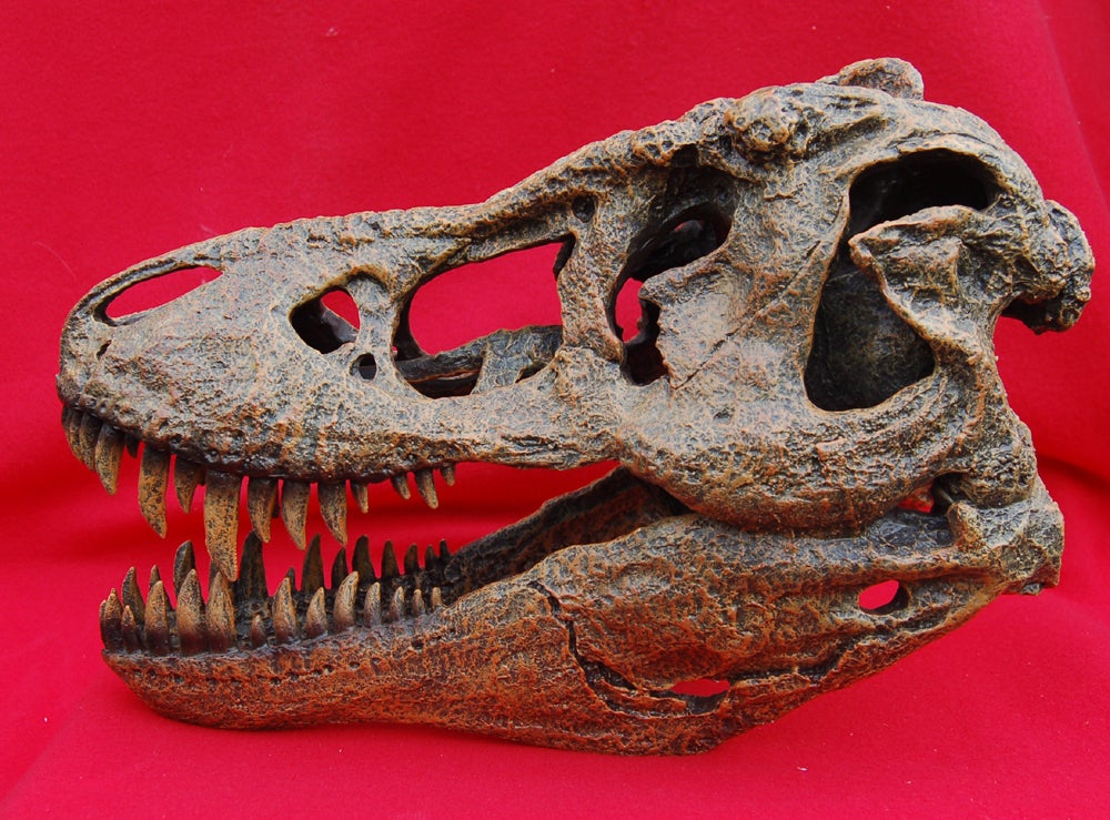 Tyrannosaurus rex, 1/4 Scale Skull, replica #670