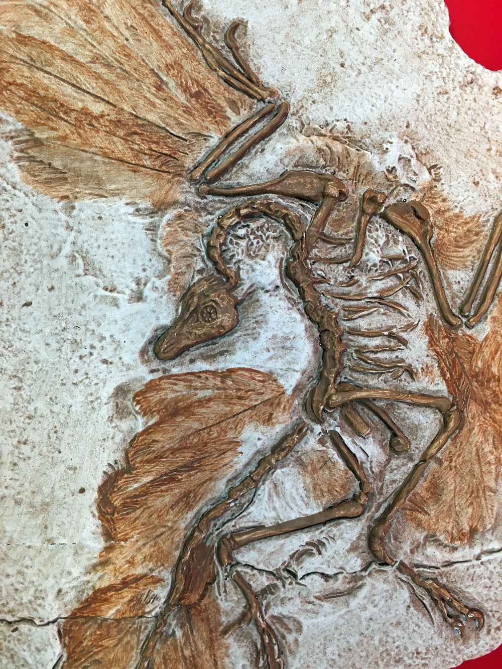 Archaeopteryx lithographica First Bird MODEL Berlin Specimen #3643