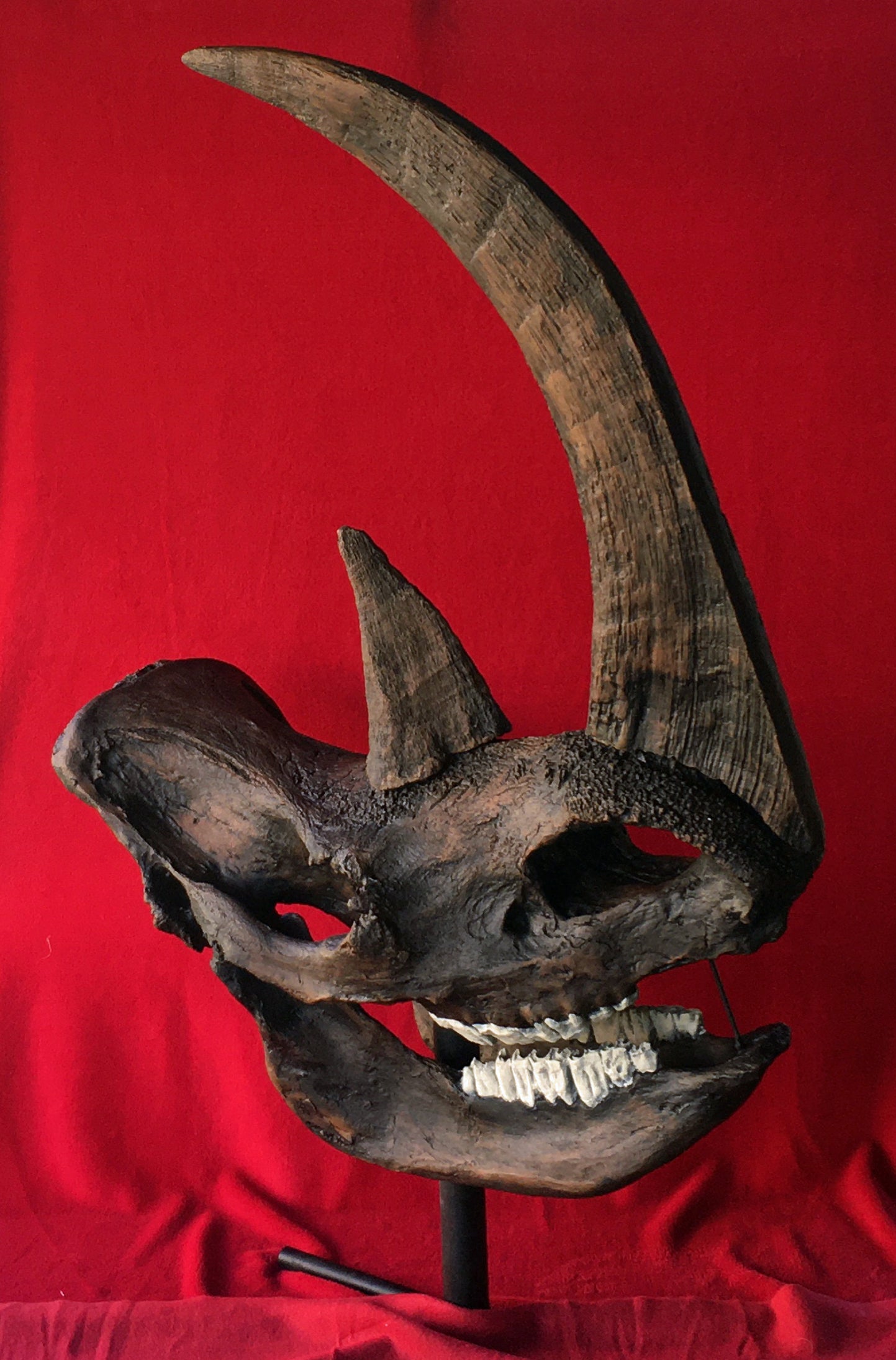 【骸ページ②】 Coelodonta antiquitatis Woolly Rhino Skull Replica #872 replica