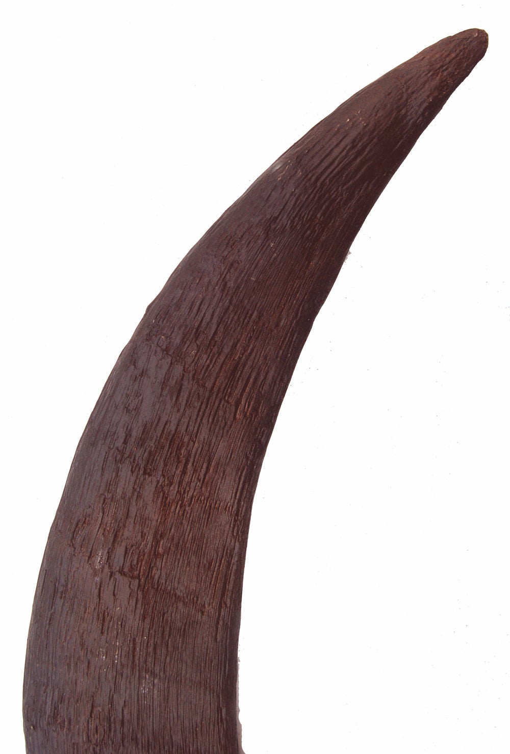 rhino horn texture Prompts | Stable Diffusion Online, image size:1000x1479