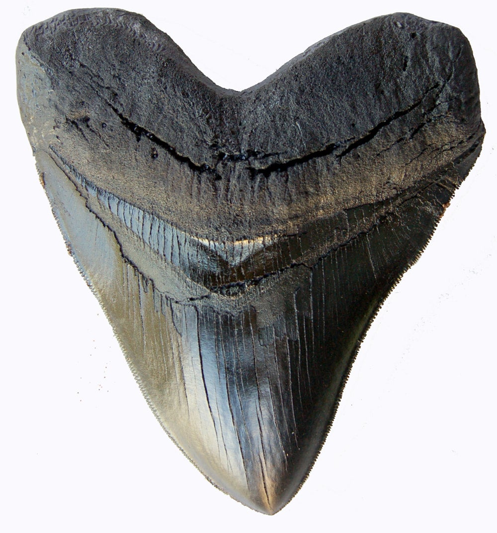 797 - Megalodon outlet 3.6 Inches Shark Tooth is a resin replica made from a mold of an actual megalodon tooth paint was applied by us