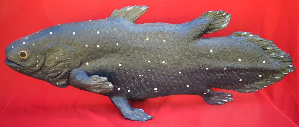 Coelacanth, life size model #3165 | Prehistoric Planet Store